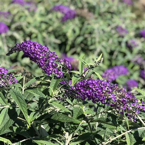 Buddleia LO BEHOLD Purple Haze - Buy Butterfly Bush Shrubs Online
