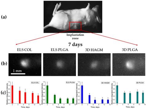 Photoluminescent Scaffolds Based on Natural and Synthetic Biodegradable ...