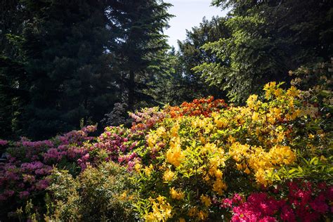 Dni azalii i różaneczników w Arboretum Kórnickim - serwis turystyczny ...