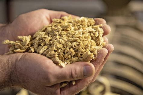 Teures Sojaschrot ade: So füttern Landwirte ihre Schweine gut und ...