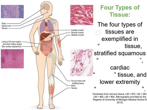 Image result for Identifying Tissue Types
