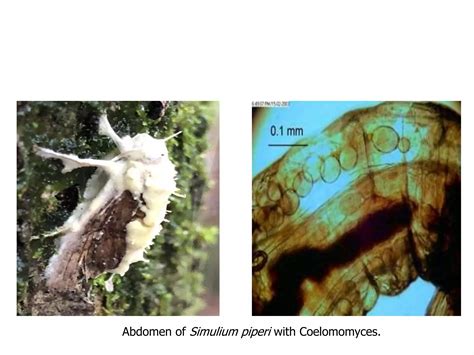 Systemic classification of zygomycota and blastocladomycota | PPTX