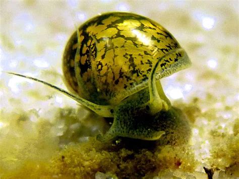 Bladder Snails 101: Comprehensive Guide for Aquarium Health
