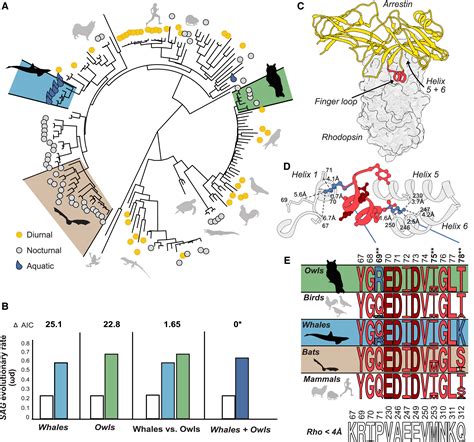 Convergent evolution of dim light vision in owls and deep-diving whales: Current Biology