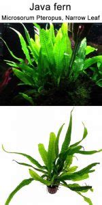 Java Fern Small Leaves at Tip 的图像结果