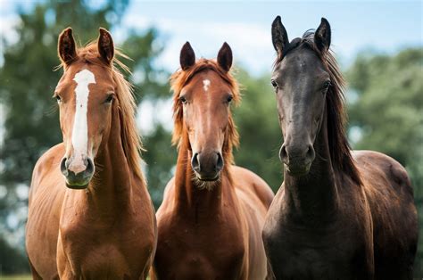 horses, Horse Wallpapers HD / Desktop and Mobile Backgrounds