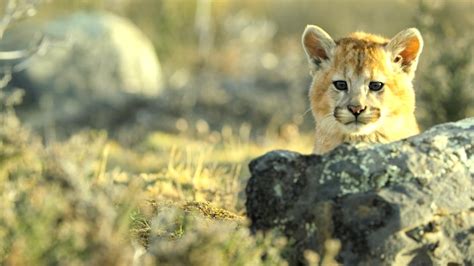 Watch Dynasties II Episodic Show Online - Sony LIV