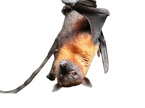 Bat PNG Transparent with No Background Free Download (4) - Photo #6514 ...