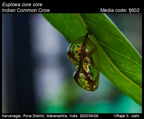 Euploea core | Butterfly