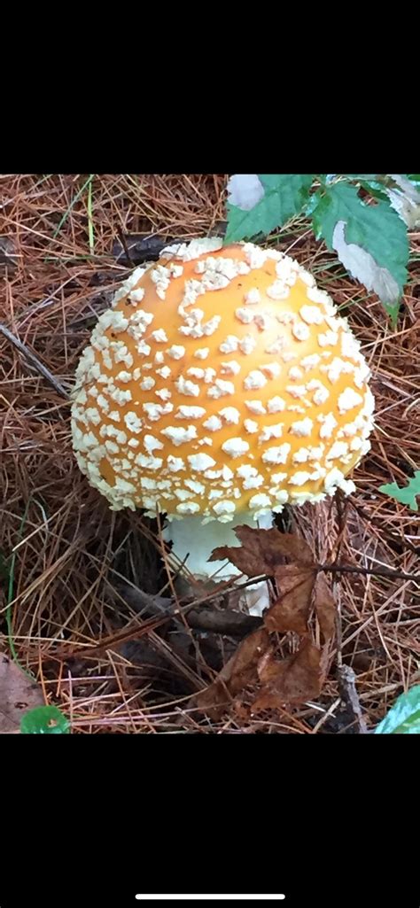 Amanita muscaria var. guessowii : r/mycology