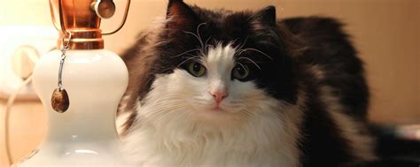 Download wallpaper 2560x1024 cat, lamp, furry, lying ultrawide monitor ...