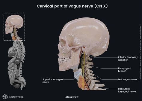 Vagus Nerve Anatomy