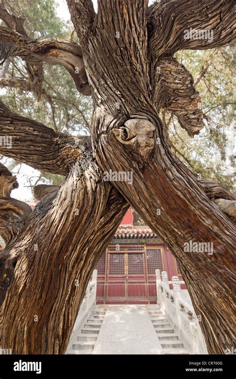 Image result for Two Crossed Trees