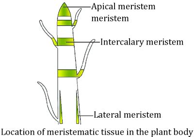 Meristematic Tissue| Functions, Types and Key Features