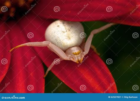 Flower Crab Spider, Thomisidae Misumena Vatia Stock Image - Image of ...