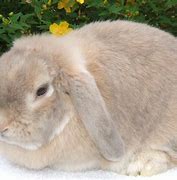 Image result for Mini Dwarf Lop Eared Rabbits