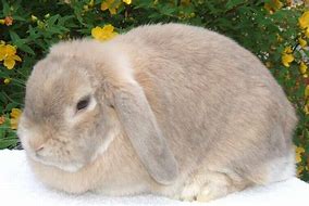 Image result for Fawn Split Mini Lop