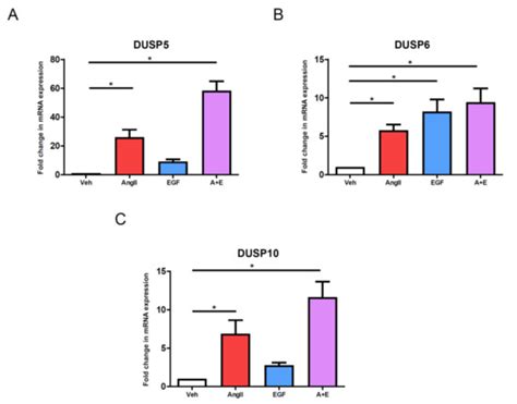 Characterization of Type 1 Angiotensin II Receptor Activation Induced ...