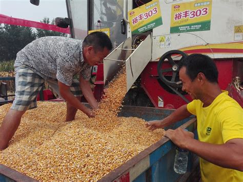 种玉米怎么种才能长得好?-栽培技术-产品与服务-北京联创种业有限公司