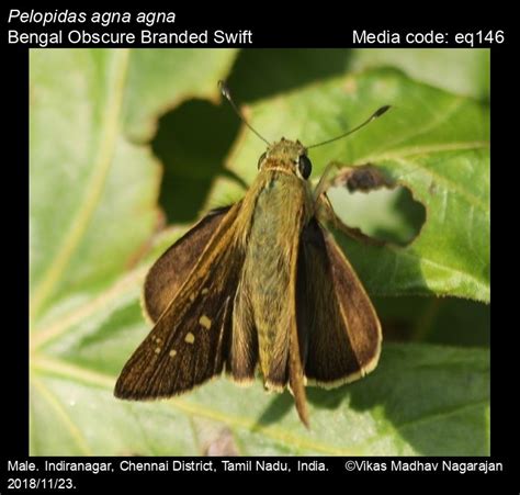 Pelopidas agna | Butterfly