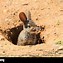 Image result for Rabbit in a Burrow
