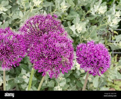 Deep purple allium flowerheads hi-res stock photography and images - Alamy