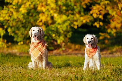 Tips On Caring For Your Dog In The Heat - Caudle Vet Clinic