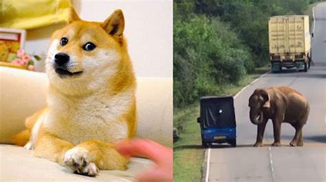 Year-Ender 2024: From Dogecoin's 'Kabosu' To Sri Lankan Elephant 'Raja ...