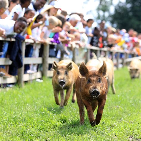 BOCKETTS FARM PARK (2025) All You Need to Know BEFORE You Go (with ...