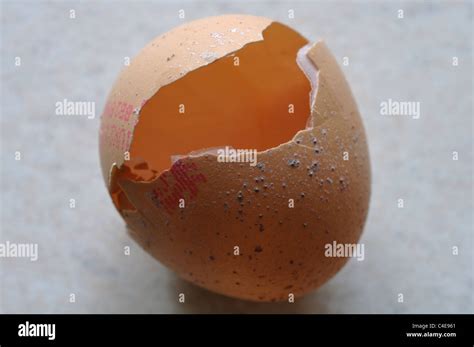 Image result for Egg Shell Shape