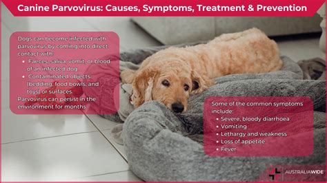 Can I Get Parvovirus From My Dog | Detroit Chinatown