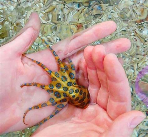 Image result for Blue-Ringed Octopus Color