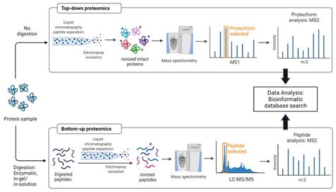 Image result for Mass Spectrometry Graphs Explained