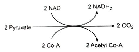 Connecting link between glycolysis and TCA cycle is