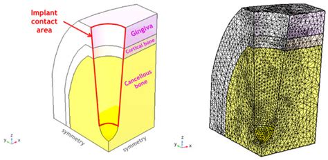 Biomechanical Properties of Bone and Mucosa for Design and Application ...