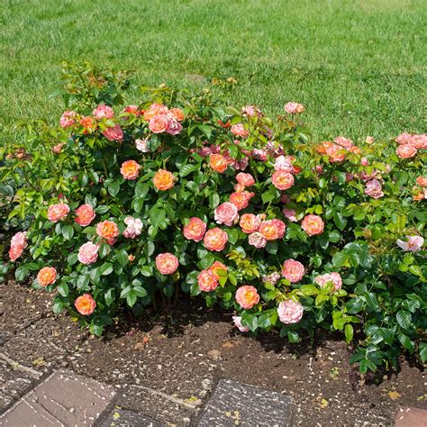 Orange Glow Knock Out® Rose Bush - Flora Corner