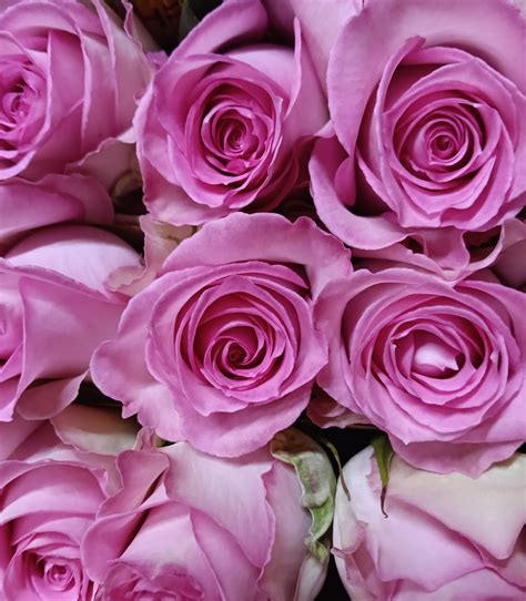 Color Rose | RAINBOW LANDFLOWERS CORP