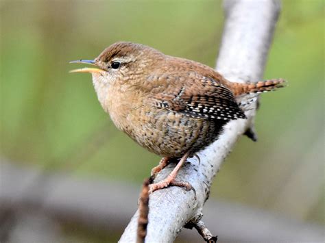Eurasian Wren (Winter Wren) - eBird