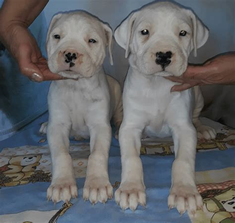 "Argentine Dogo" Puppies For Sale | Morrow, GA #332174