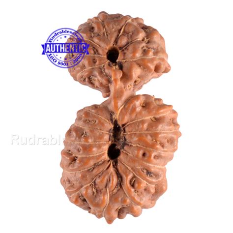RUDRAKSHA, Nepal rudraksh beads, Indonesian rudraksha beads, rudraksha ...