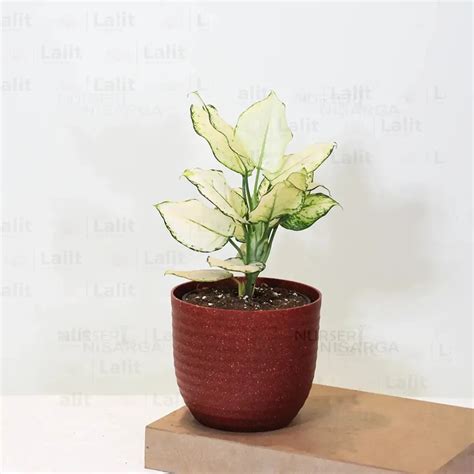 Aglaonema Super White (Aglaonema spp) - Plant – Lalit Enterprise