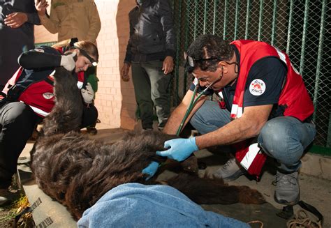 FOUR PAWS Rescues Abused Dancing Bear in Pakistan - FOUR PAWS ...