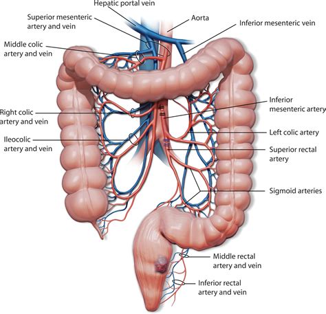 Inferior Rectal Artery Middle Rectal Artery | Radiology Reference