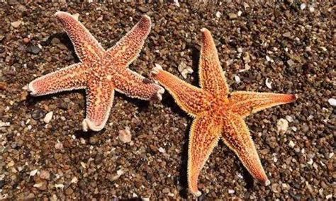 小校報 - 神奇的海洋之星