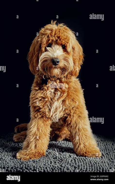 Image result for Beige Cockapoo