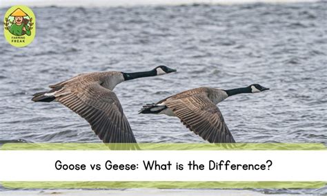 Python vs Goose 的图像结果