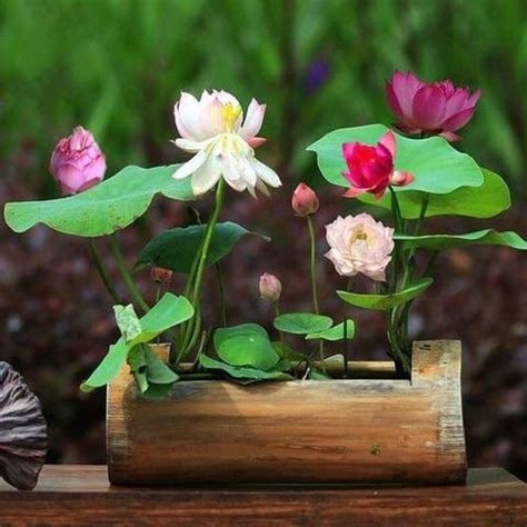 Plantorish_100% Germination Lotus Mix Flower Seeds, All Mix Color ...