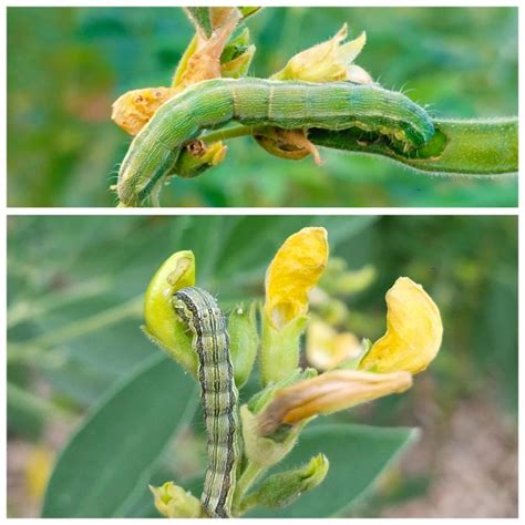 BEST MANAGEMENT FOR CONTROL OF POD BORER IN REDGRAM – Khethari