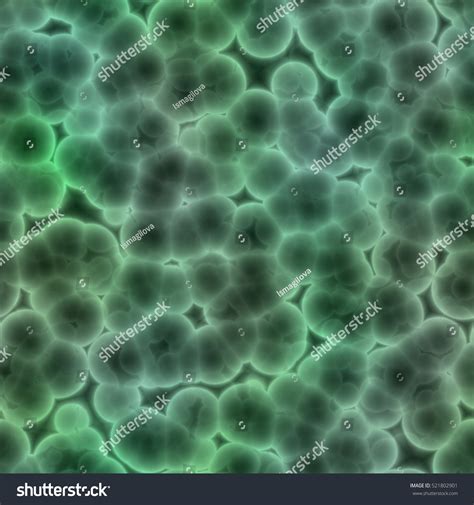 Bacteria Reproducing Under a Microscope 的图像结果