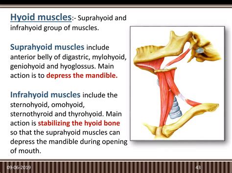 TMJ and Its Applied Aspects in Prosthodontics | PPTX
